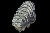 Fossil Southern Mammoth Molar #87481-1